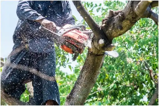 tree services Stafford Courthouse